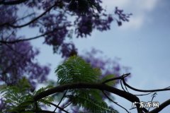 蓝花楹什么时候开花,蓝花楹几月开花？