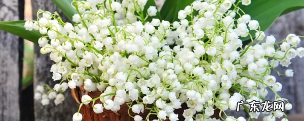 铃兰开花时间,花期如何养护,铃兰开花时间?