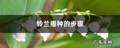 铃兰播种的步骤，播种时间在什么时候,铃兰怎么过冬？