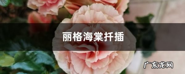丽格海棠怎么扦插,丽格海棠叶插方法?