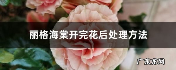 丽格海棠开完花后处理方法,丽格海棠花朵焦边?