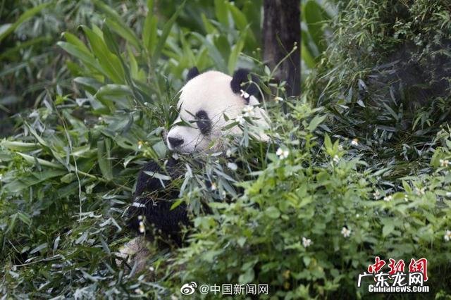 当年赴台背后还有这些故事 150秒回顾赠台大熊猫团团的一生
