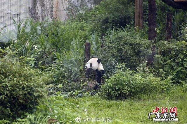 当年赴台背后还有这些故事 150秒回顾赠台大熊猫团团的一生