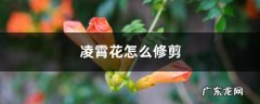 凌霄花怎么修剪，是常绿植物吗,凌霄花修剪视频？