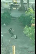 勒脖、抡摔！训练还是虐待 男子当街暴打边牧还跳起双脚踩头