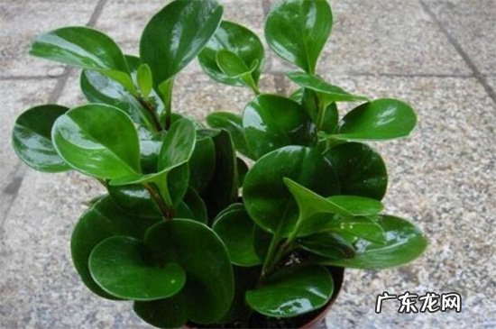 养碧玉花有什么好处 家里养碧玉花对风水好