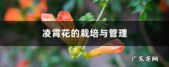 凌霄花的栽培与管理，怎样施肥,凌霄花的特点是什么？