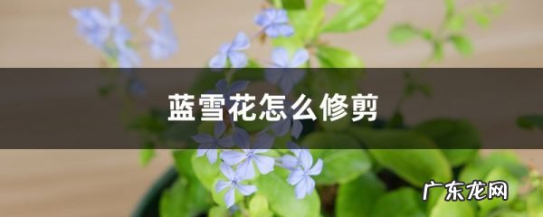 蓝雪花怎么修剪,蓝雪花冬季全部剪掉吗？