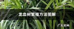 龙血树的繁殖方法,龙须树叶子扦插方法？