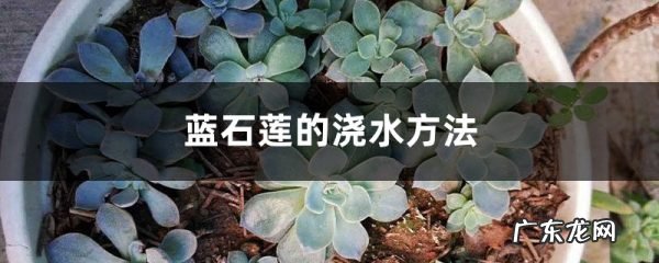 蓝石莲的浇水方法,皮氏石莲就是蓝石莲吗?