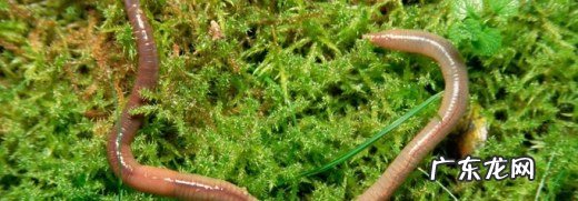 为什么蚯蚓能在地下穿行自如,蚯蚓能活几年？