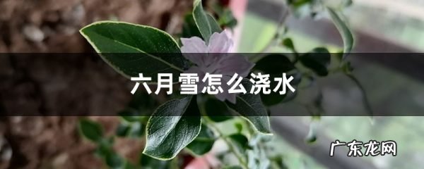 六月雪怎么浇水,十大不吉利花?