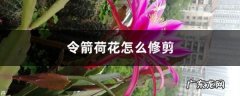令箭荷花怎么修剪,令箭荷花养殖绝招？