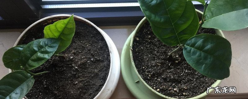 自己种的菠萝蜜能结果吗 菠萝蜜种花盆里能结果吗