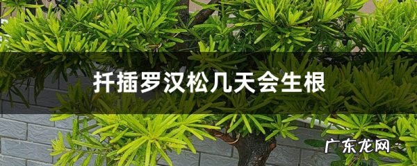 扦插罗汉松几天会生根,扦插生根最快方法,罗汉松大型老枝扦插?