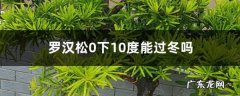 罗汉松如何安全过冬，0下10度能过冬吗,罗汉松0下10度能过冬吗？