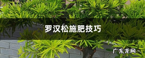 罗汉松施肥技巧,罗汉松需要什么肥料?