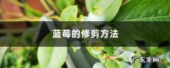蓝莓的修剪方法,蓝莓怎么修剪枝条？