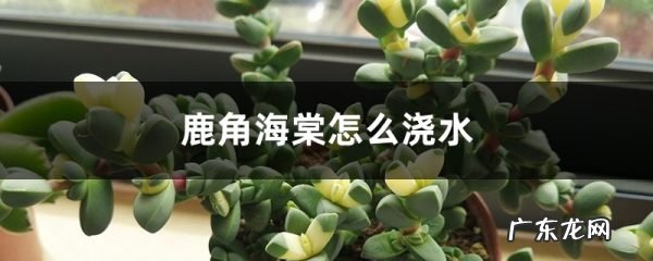 鹿角海棠怎么浇水,鹿角海棠怎么浇水浇在哪?