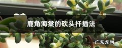 鹿角海棠的砍头扦插法,多肉鹿角海棠怎么扦插？
