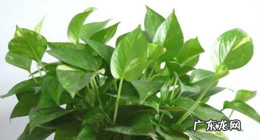 绿箩怎样养才能不枯萎不黄,绿萝怎么养才能好?
