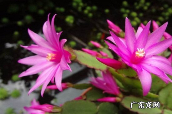昙花和仙人掌花的区别 仙人指和假昙花的区别