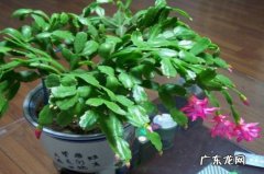 仙人掌可以嫁接什么 仙人指什么时候嫁接