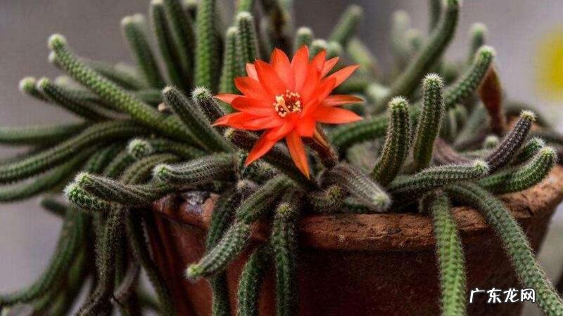 仙人指的养殖方法和注意事项亮红 仙人指的养殖方法和注意事项