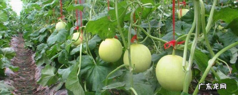 吃甜瓜需要注意什么,吃甜瓜的注意事项