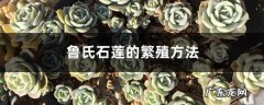 鲁氏石莲的繁殖方法,鲁氏石莲出状态图片？