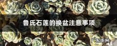 鲁氏石莲的换盆注意事项,鲁氏石莲出状态图片？