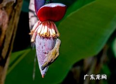芭蕉花怎么吃 芭蕉花