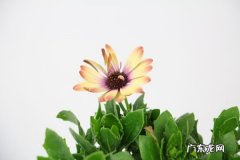 蓝目菊播种后管理,蓝目菊需要打顶吗？