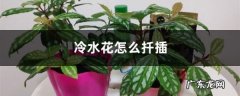 冷水花怎么扦插,冷水花叶子发焦后脱落？