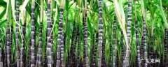 甘蔗种植时间和方法需要多深土 甘蔗种植时间和方法
