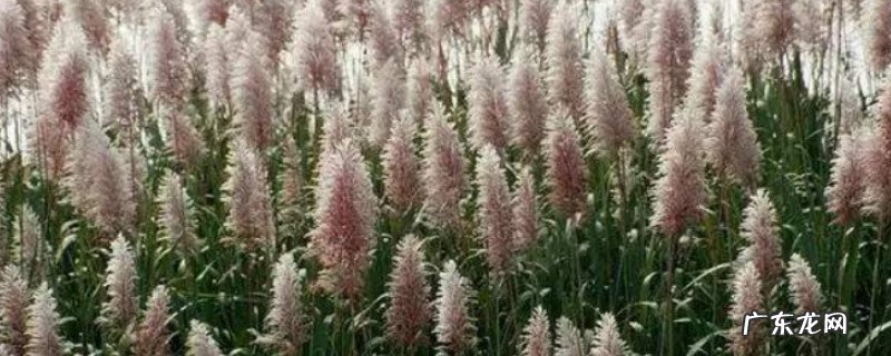 甘蔗的花语是什么 甘蔗花束的花语