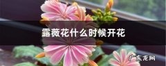 露薇花什么时候开花,露薇花的养殖方法和注意事项？