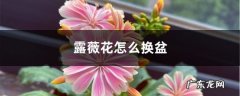 露薇花怎么换盆,换盆注意事项？