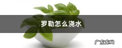 罗勒怎么浇水,罗勒怎么养才能爆盆？