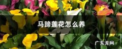 马蹄莲花怎么养，开花后怎么处理,马蹄莲花？