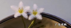 金银莲花怎么养，怎么分株,一叶莲能养多久？