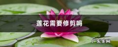 莲花需要修剪吗，莲花如何修剪,怎样养莲花掌侧芽？