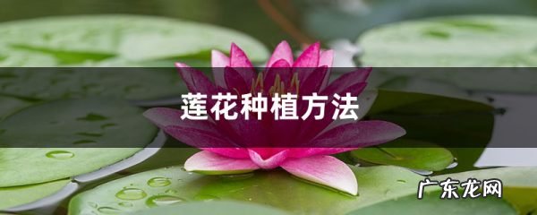 莲花种植方法,莲花可以用藕种植繁殖吗,莲花和莲藕是什么关系?