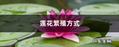 莲花繁殖方式，莲花能自己在家繁殖吗,莲花掌的栽培与扦插？
