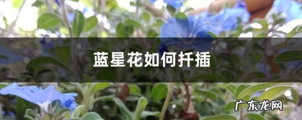 蓝星花如何扦插,蓝星花开花后要修剪吗?