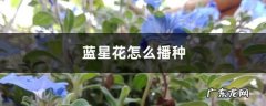 蓝星花怎么播种,蓝星花图片？