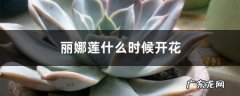 丽娜莲什么时候开花,丽娜莲老桩图片？