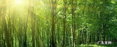 中国森林面积达220万平方千米占其国土面积的百分之多少,中国现有森林总面积为2.08亿