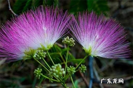 合欢花盆栽养殖方法 合欢花的移栽和管理