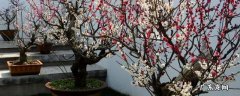 梅花怎么上盆 梅花新手入盆怎么养殖方法